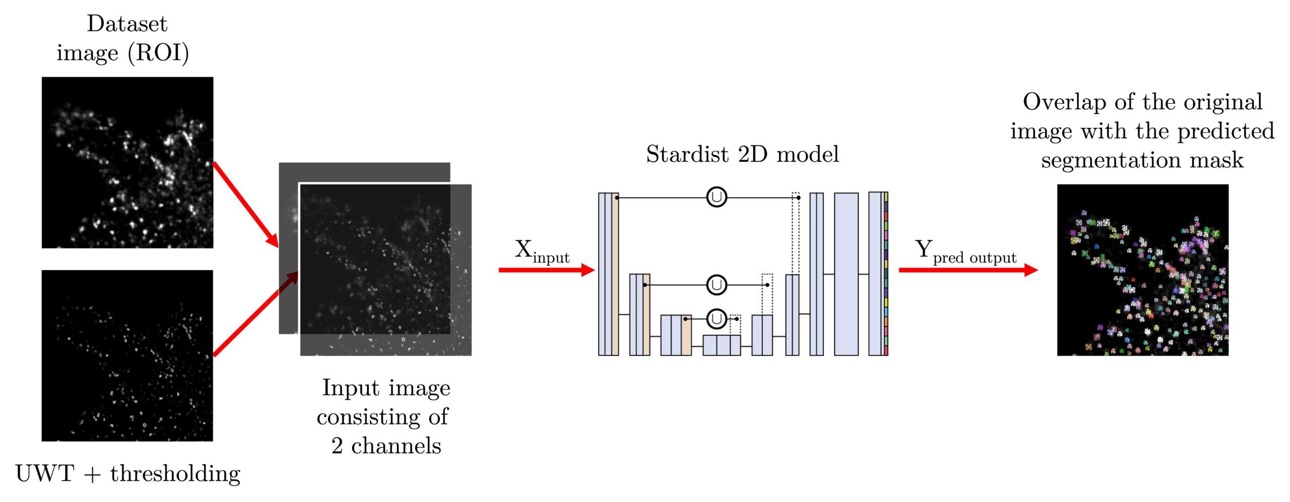 Deep Wavelet Detector: enhancing segmentation of neurons in fluorescent images of Hydra Vulgaris [poster]